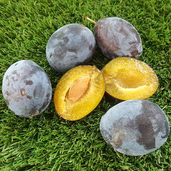 Prunus domestica 'Fruca'