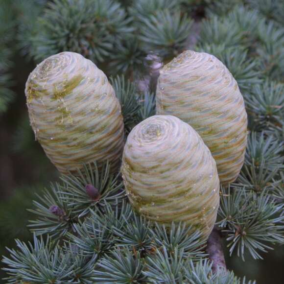 Cedrus libani 'Glauca': Bild 6/13 Cedrus libani 'Glauca': Bild 6/13