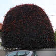 Fagus sylvatica 'Swat Margret': Bild 2/3