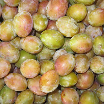 Prunus dom. 'Gelbe Eierpflaume'