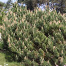 Pinus mugo pumilio - Niedere Berg-Legföhre