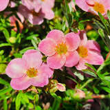 Potentilla fruticosa 'Bellissima' - Fünffingerstrauch