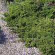 Juniperus procumbens 'Nana': Bild 1/4