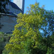 Fraxinus excelsior: Bild 1/2