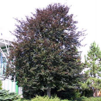 Fagus sylvatica 'Swat Margret'