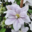 Clematis 'Bellissima' - Waldrebe, Großblumige Garten-Clematis