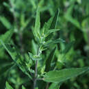 Caryopteris cland. 'Kew Blue' - Bartblume