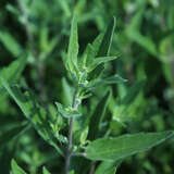 Caryopteris cland. 'Kew Blue' - Bartblume