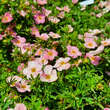 Potentilla fruticosa 'Bellissima': Bild 3/3