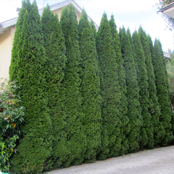 Thuja occidentalis 'Smaragd': Bild 1/11 Thuja occidentalis 'Smaragd': Bild 1/11