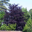 Fagus sylvatica 'Swat Margret': Bild 3/3