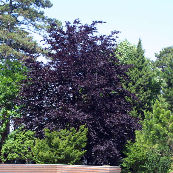 Fagus sylvatica 'Swat Magret': Bild 1/4 Fagus sylvatica 'Swat Magret': Bild 1/4