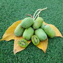 Actinidia arguta 'Super Jumbo' (W) - Japanische Honigbeere, Kokuwa (weiblich)