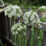 Allium amplectum 'Graceful Beauty' - Kleiner Zierlauch