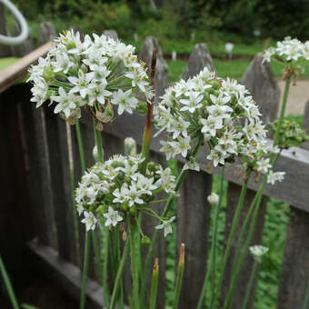 Allium amplectum 'Graceful Beauty'