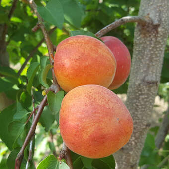Prunus armeniaca 'Fruchtsorte'