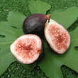 Ficus carica Fruchtsorte: Bild 1/1
