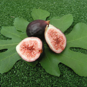 Ficus carica Fruchtsorte