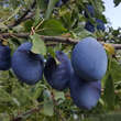 Prunus domestica Fruchtsorte: Bild 1/1