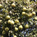Pyrus communis Fruchtsorte - Birne