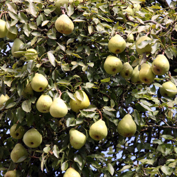Pyrus communis Fruchtsorte: Bild 1/1 Pyrus communis Fruchtsorte: Bild 1/1