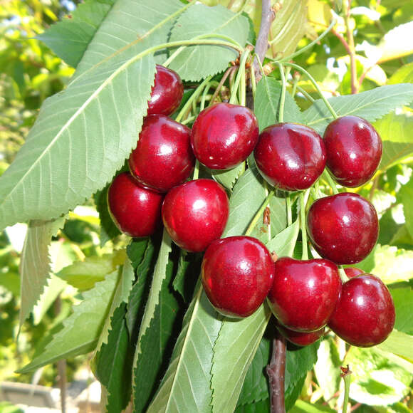 Prunus avium Fruchtsorte: Bild 1/1 Prunus avium Fruchtsorte: Bild 1/1