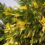 Calocedrus decurrens 'Aureovariegata' - Gelbbunte Weihrauchzeder