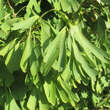 Ginkgo biloba 'Saratoga': Bild 1/5