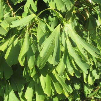 Ginkgo biloba 'Saratoga'