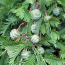 Metasequoia glyptostroboides - Urweltmammutbaum