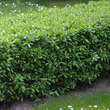 Ligustrum vulgare 'Lodense': Bild 1/9