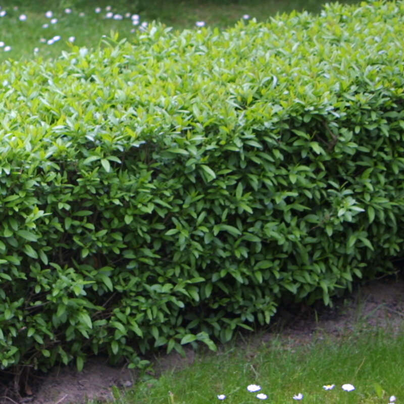 Zwerg-Liguster (Ligustrum vulgare 'Lodense') wei kaufen | Praskac