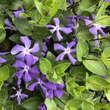 Vinca major ssp balcanica: Bild 4/7