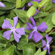 Vinca major ssp balcanica: Bild 3/8