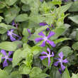 Vinca major ssp balcanica: Bild 2/8