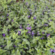 Vinca major ssp balcanica: Bild 7/8