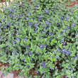 Vinca major ssp balcanica: Bild 6/8