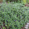 Vinca major ssp balcanica: Bild 8/8