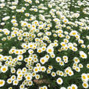 Anthemis carpatica 'Karpatenschnee' - Hundskamille