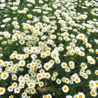 Anthemis carpatica 'Karpatenschnee'