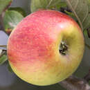 Malus domestica 'Winter Goldparmäne' - Winterapfel