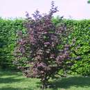 Corylus colurna 'Granat' - Rotblättrige Baumhasel