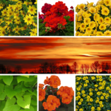 Sunrise Balkonblumen Kollektion - Sunrise Balkonblumen Kollektion