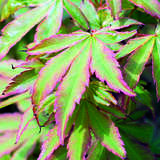 Acer palmatum 'Sangokaku' - Japanischer Fächerahorn