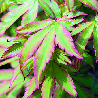 Acer palmatum 'Sangokaku'