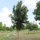 Rötlicher Spitzahorn - Acer platanoides 'Deborah'