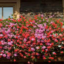 Tiroler Pelargonien Kollektion - Tiroler Pelargonien Kollektion