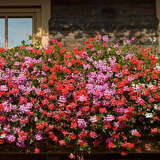 Tiroler Pelargonien Kollektion - Tiroler Pelargonien Kollektion