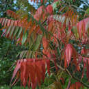 Rhus typhina - Essigbaum