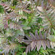 Polemonium yezoense 'Purple Rain': Bild 2/2